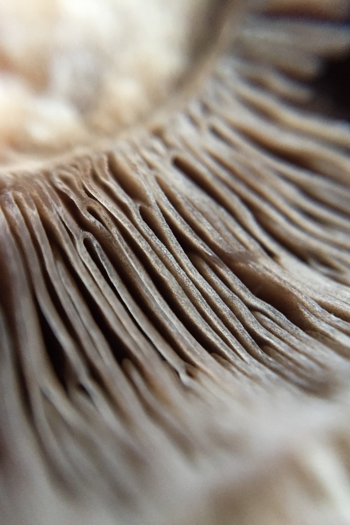 Mushroom by imnorman