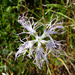  Unidentified flower in The Pyrenees ? Dianthus Superbus by judithdeacon