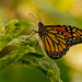 Monarch Butterfly Taking a BreaK! by rickster549