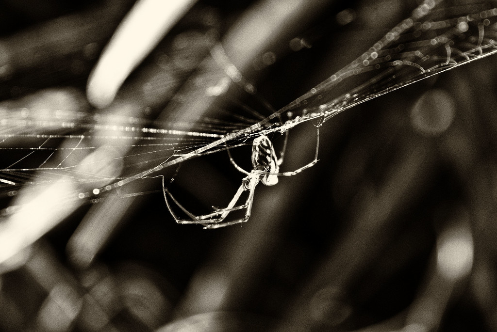 orb weaver by annied