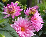 28th Sep 2019 - XXL Vera Cruz Dahlia