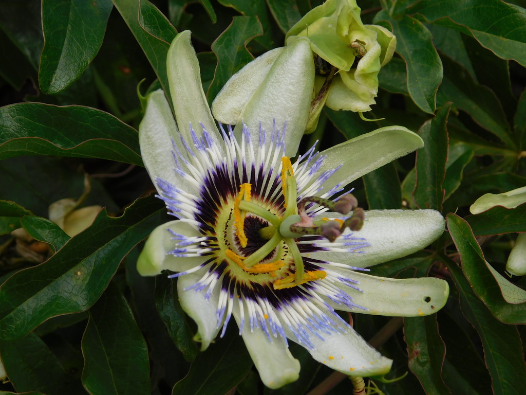 Passion flower by 365anne