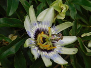 28th Sep 2019 - Passion flower