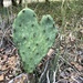 Prickly Heart by 365projectorgkaty2