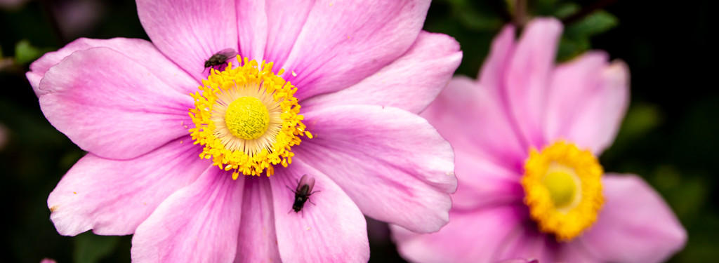 Flowers and bugs..... by swillinbillyflynn