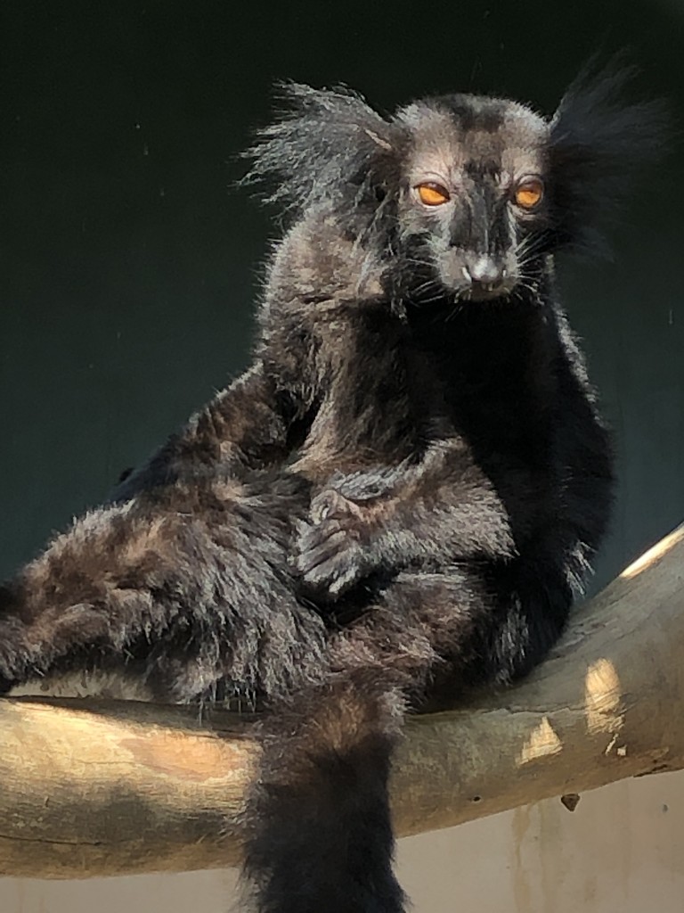 Black Lemur by jacqbb