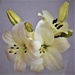 Beautiful White Lilies ~       by happysnaps