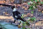 30th Sep 2019 - Magpie On A Log ~ 