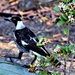Magpie On A Log ~  by happysnaps
