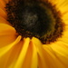 Sunflower by lmsa