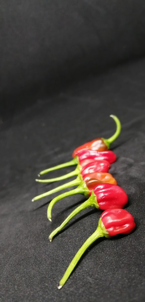 Chillies by dragey74