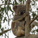 properly propped by koalagardens