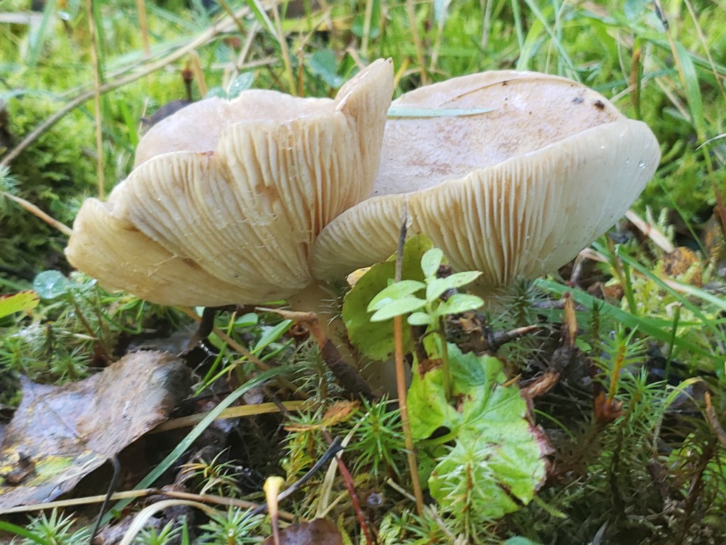 Cheerful Twin Mushrooms by waltzingmarie