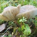Cheerful Twin Mushrooms by waltzingmarie