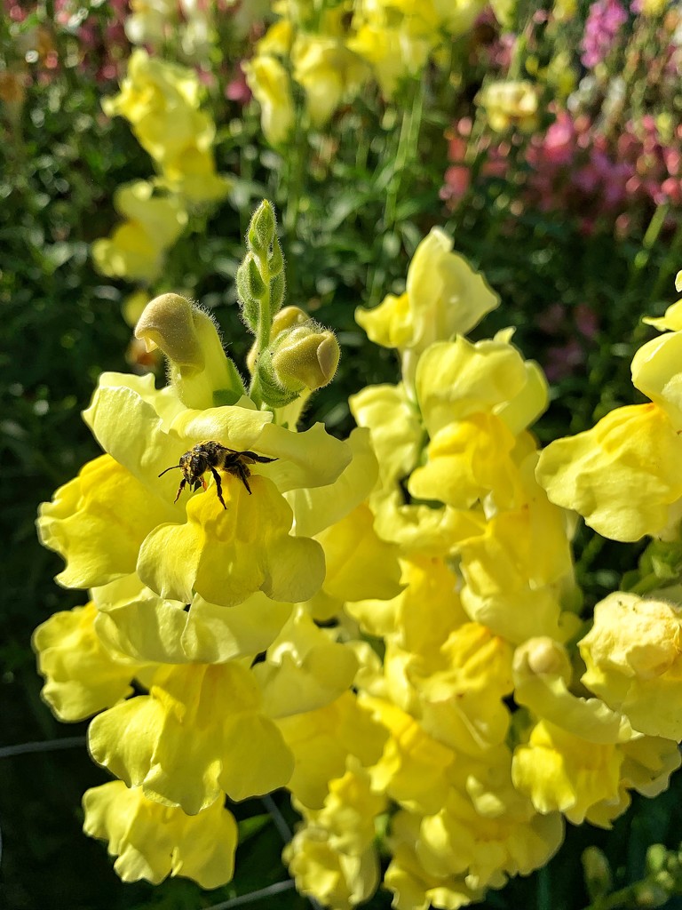 Bee on snapdragons.  by cocobella