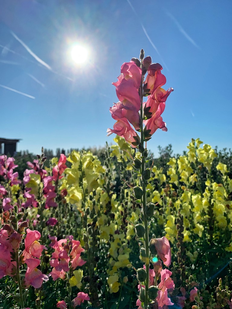 Snapdragons.  by cocobella