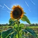 Sunflower.  by cocobella