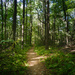 An inviting path in the woods. by batfish