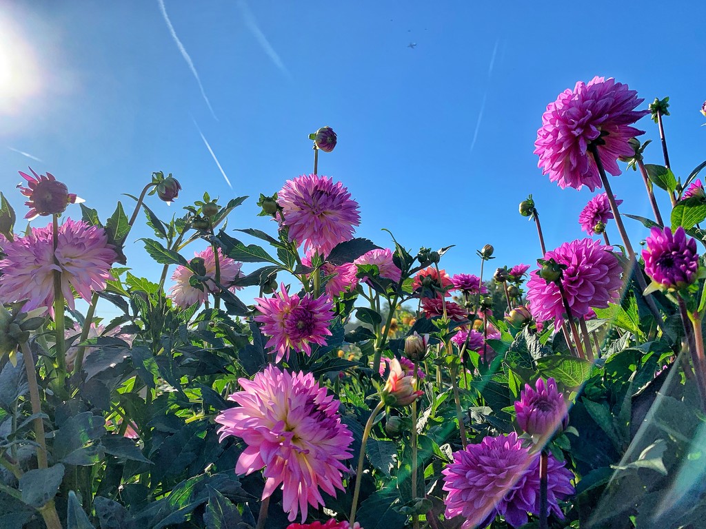 Forest of pink dahlias.  by cocobella