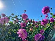 30th Sep 2019 - Forest of pink dahlias. 
