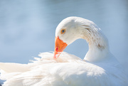 7th Jun 2019 - Goose pruning his feathers