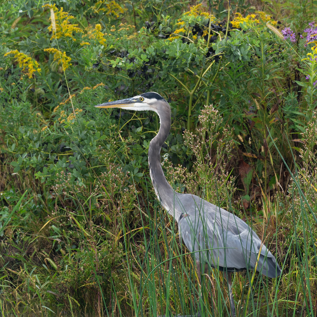 great blue heron under goldenrod and asters by rminer