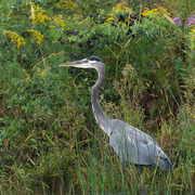 29th Sep 2019 - great blue heron under goldenrod and asters
