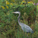 great blue heron under goldenrod and asters by rminer