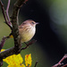 Palm Warbler by rminer
