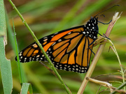 29th Sep 2019 - monarch butterfly
