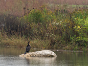 29th Sep 2019 - double-crested cormorant enjoying autumn