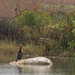 double-crested cormorant enjoying autumn by rminer