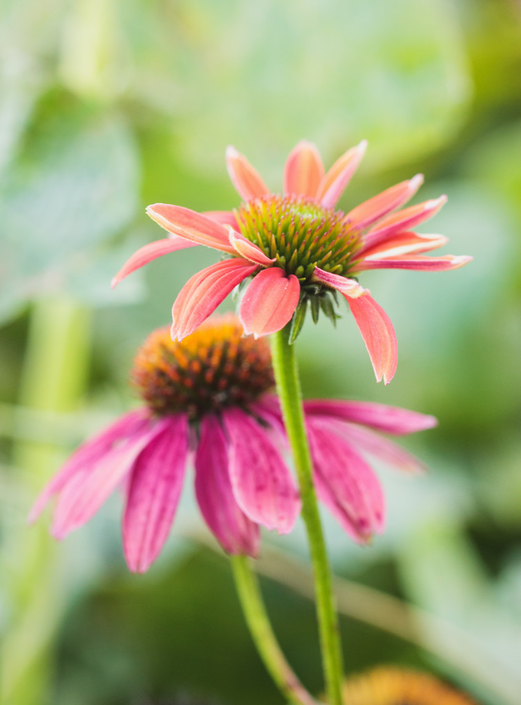 coneflowers by aecasey