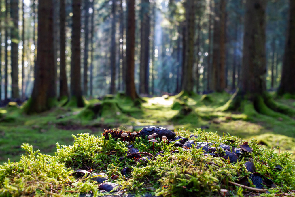 Mossy Forest by natsnell