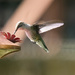 Hummingbird by lsquared