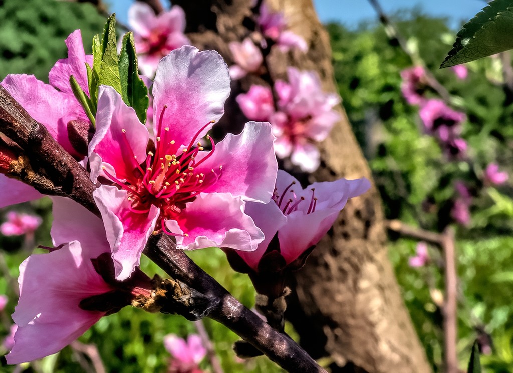 Peach  blossoms by ludwigsdiana