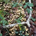 Mushrooms in the woods (4) by etienne
