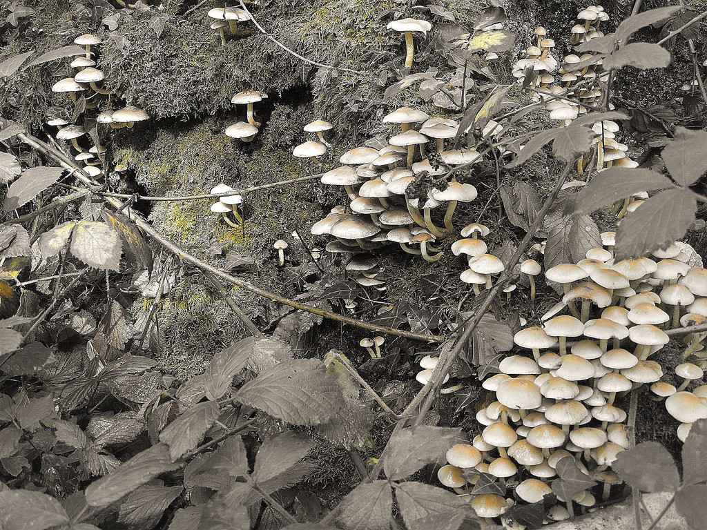 Mushrooms in the woods (5) by etienne