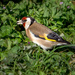 European Goldfinch  by gosia