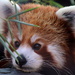 Red Panda Closeup by randy23