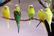 14th Sep 2019 - Colorful Birds In A Row