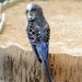 Blue Parakeet by randy23