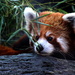 Little Red Panda by randy23