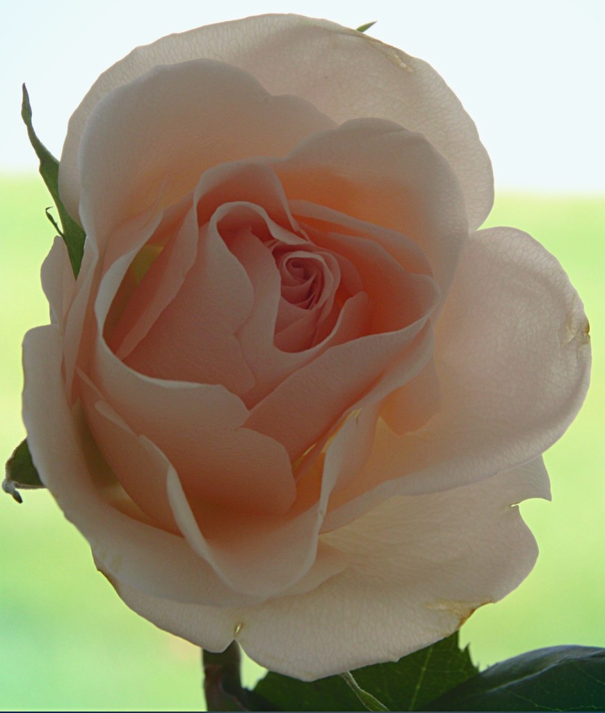 Day 273:  Soft Pink Rose by sheilalorson