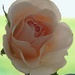 Day 273:  Soft Pink Rose by sheilalorson