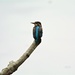 Female juvenile Kingfisher......... by ziggy77