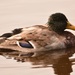 Duck........... by ziggy77