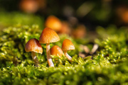 30th Sep 2019 - Toadstools