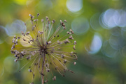 30th Sep 2019 - Flower Remains with Bokeh