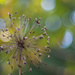 Flower Remains with Bokeh by mgmurray